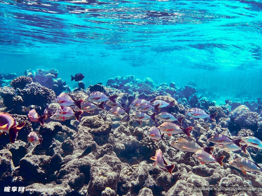 海底斑斓珊瑚景观