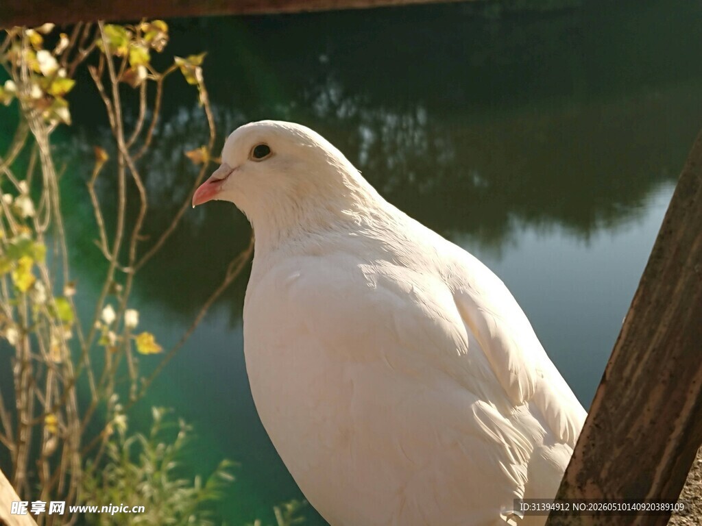 湖畔白鸽