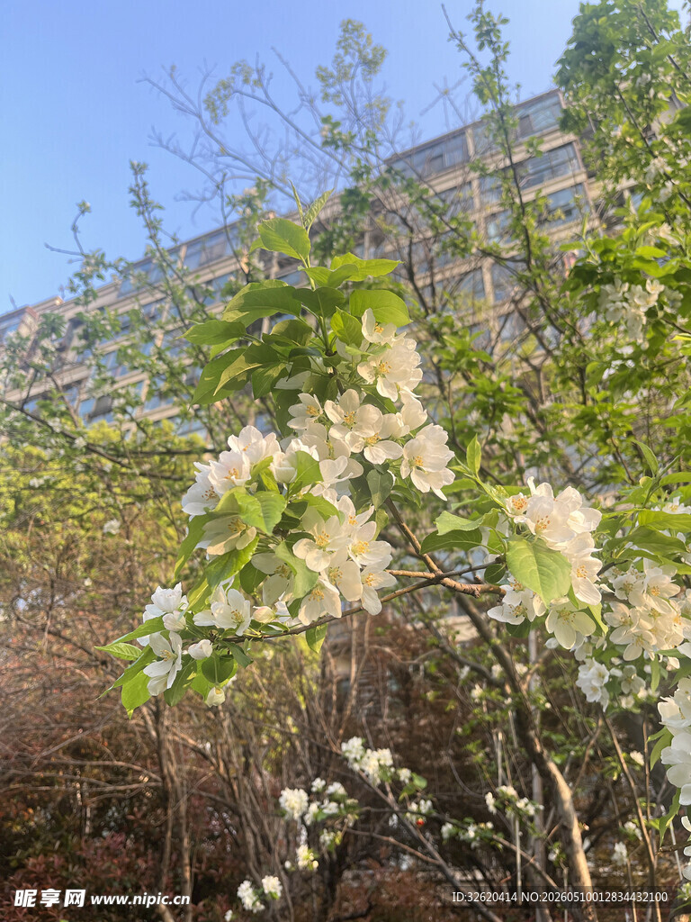 枝头绽放的素白花朵