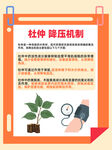 杜仲降压机制科普图