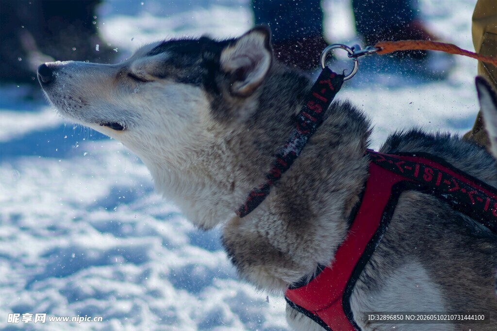 雪地中的哈士奇