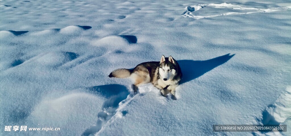 雪地中的可爱动物