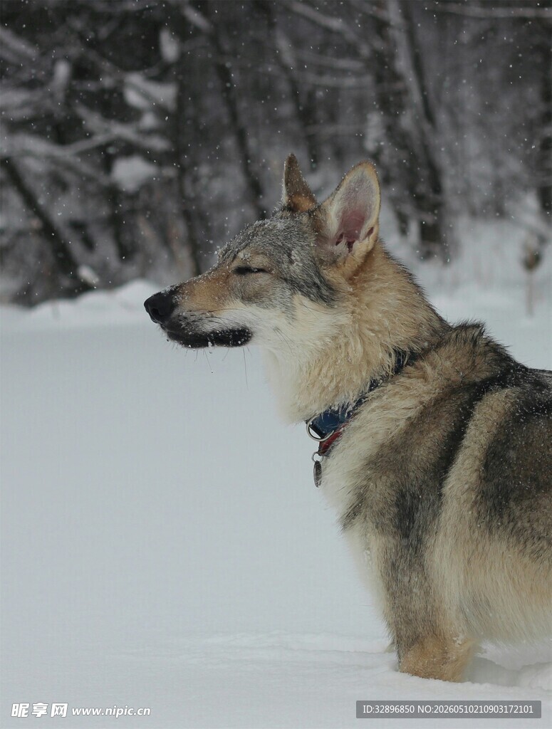 雪地中的帅气狼犬