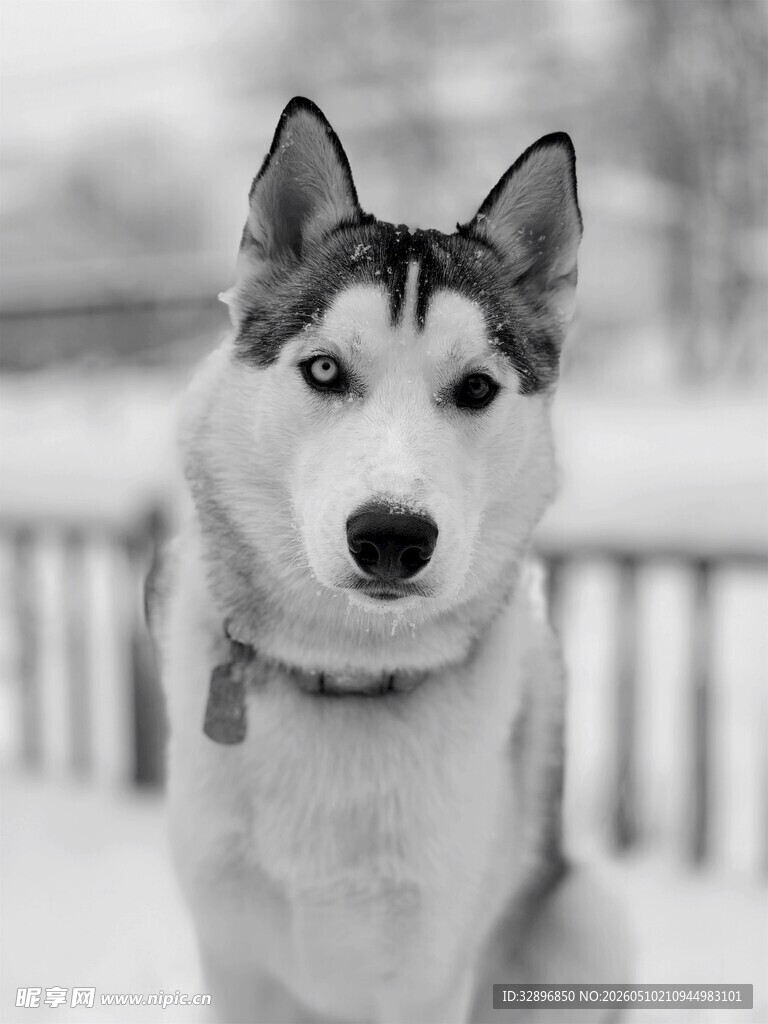 雪地中的哈士奇