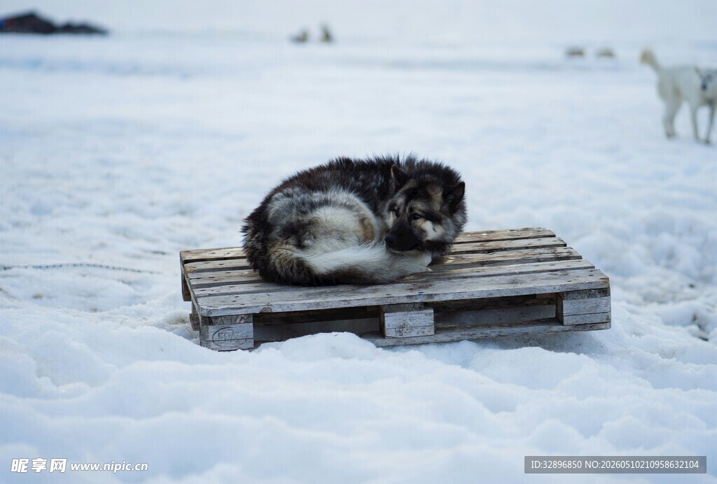 雪地木板上蜷卧的可爱狗狗