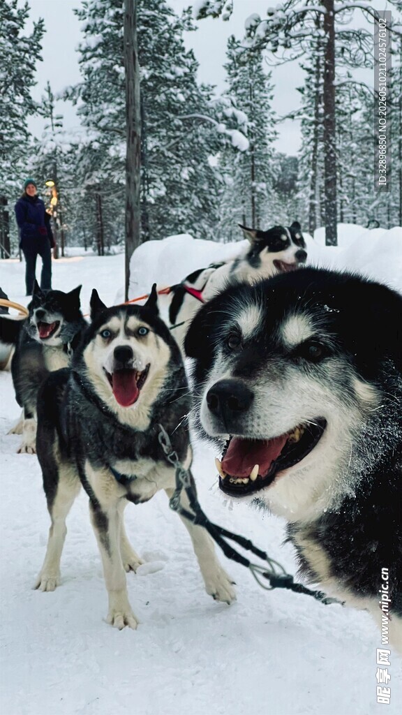 雪地中的欢乐哈士奇犬队
