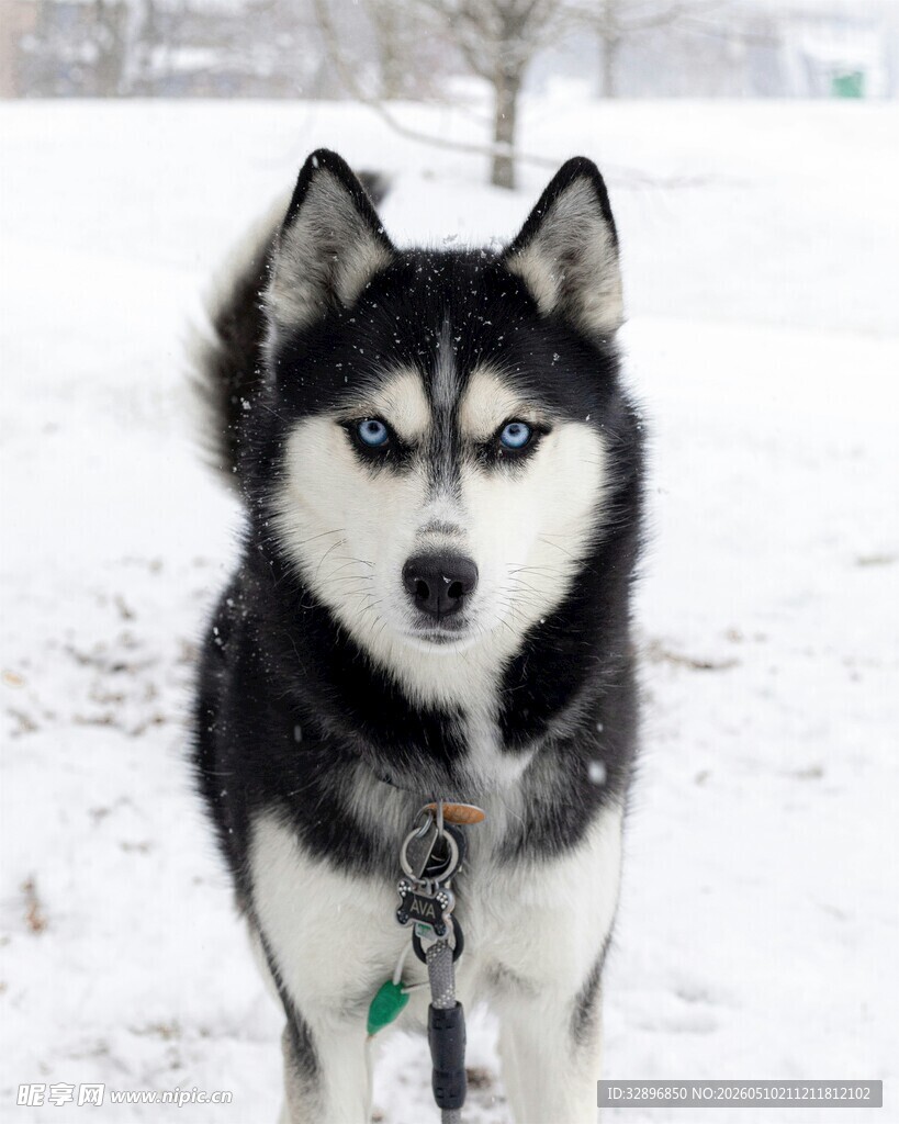 雪地中的黑白哈士奇