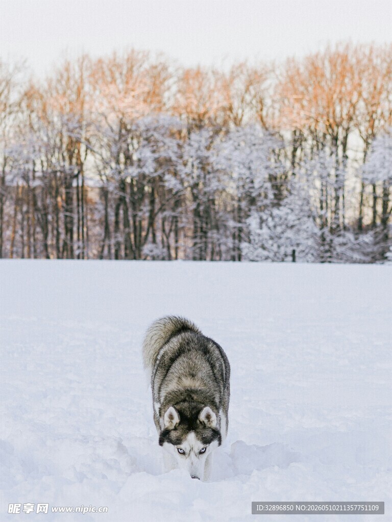 雪地中独行的灰毛犬