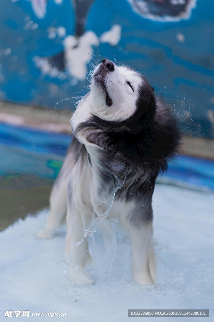 雪地中仰头的可爱哈士奇