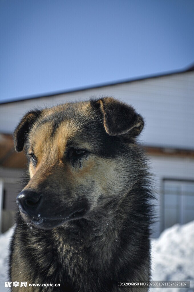 雪地中的可爱田园犬