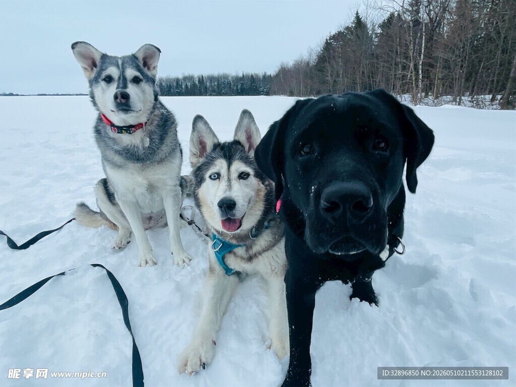 雪地中的三只可爱狗狗
