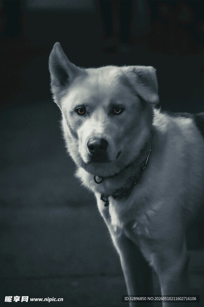 孤独小狗特写