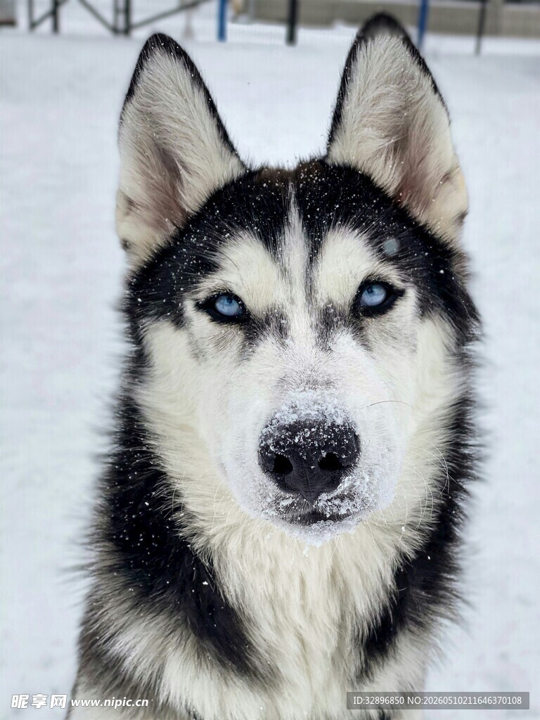 雪地中的哈士奇萌态