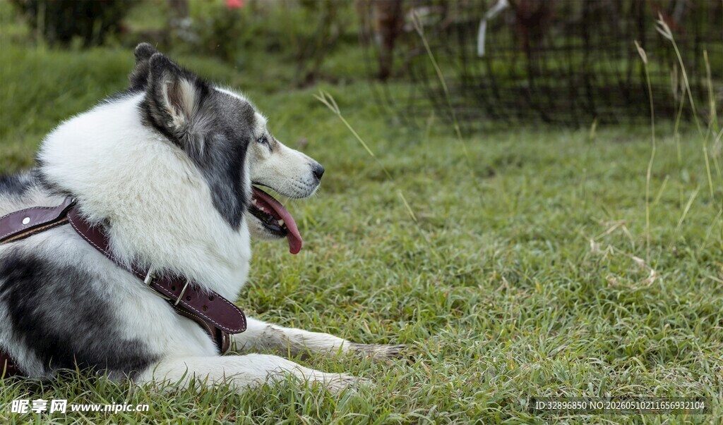 草地上惬意的柯基犬