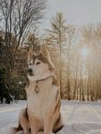雪地中静坐的帅气哈士奇