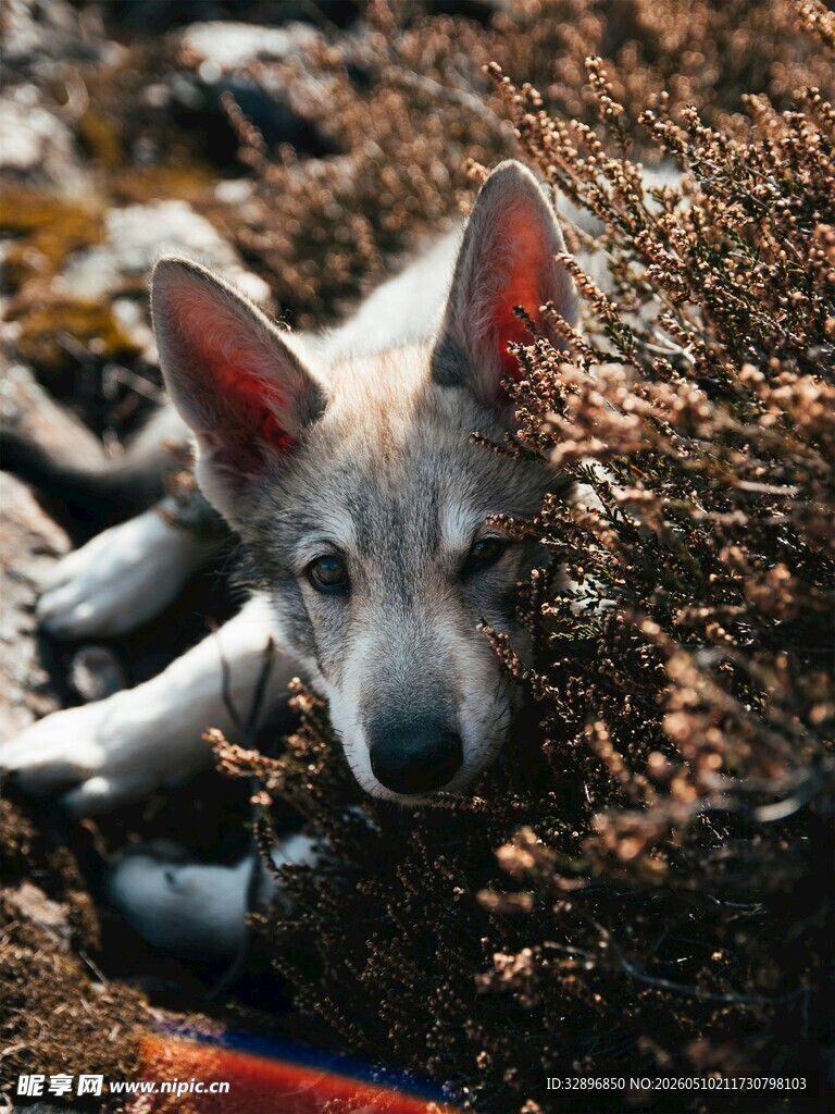 趴卧在碎石中的可爱幼犬