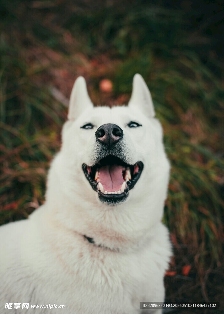微笑的白色狗狗