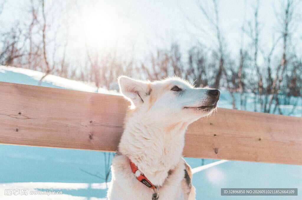 雪地中戴着项圈的可爱白狗