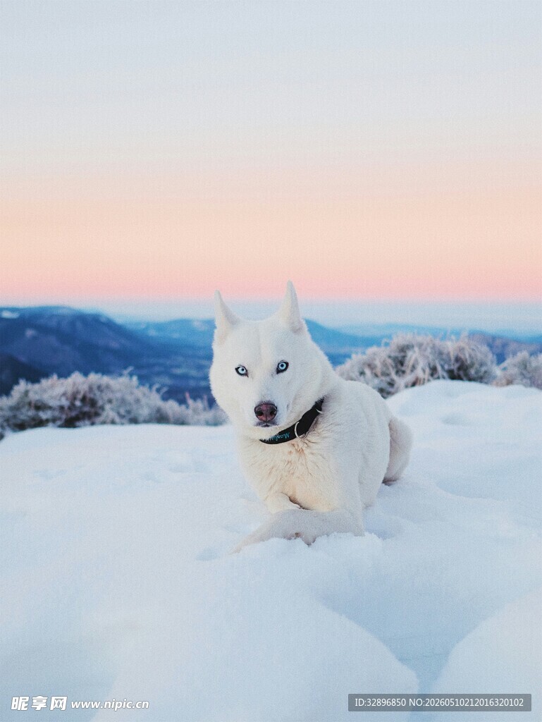雪地中的白色萌犬