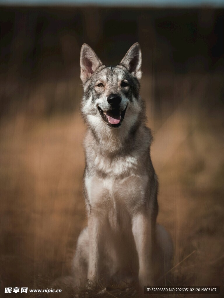 坐立的帅气狼犬