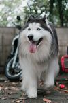 户外行走的帅气阿拉斯加犬