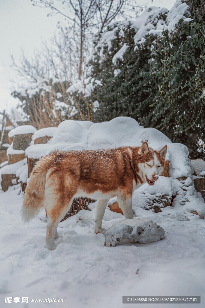 雪地中的棕白相间狗狗