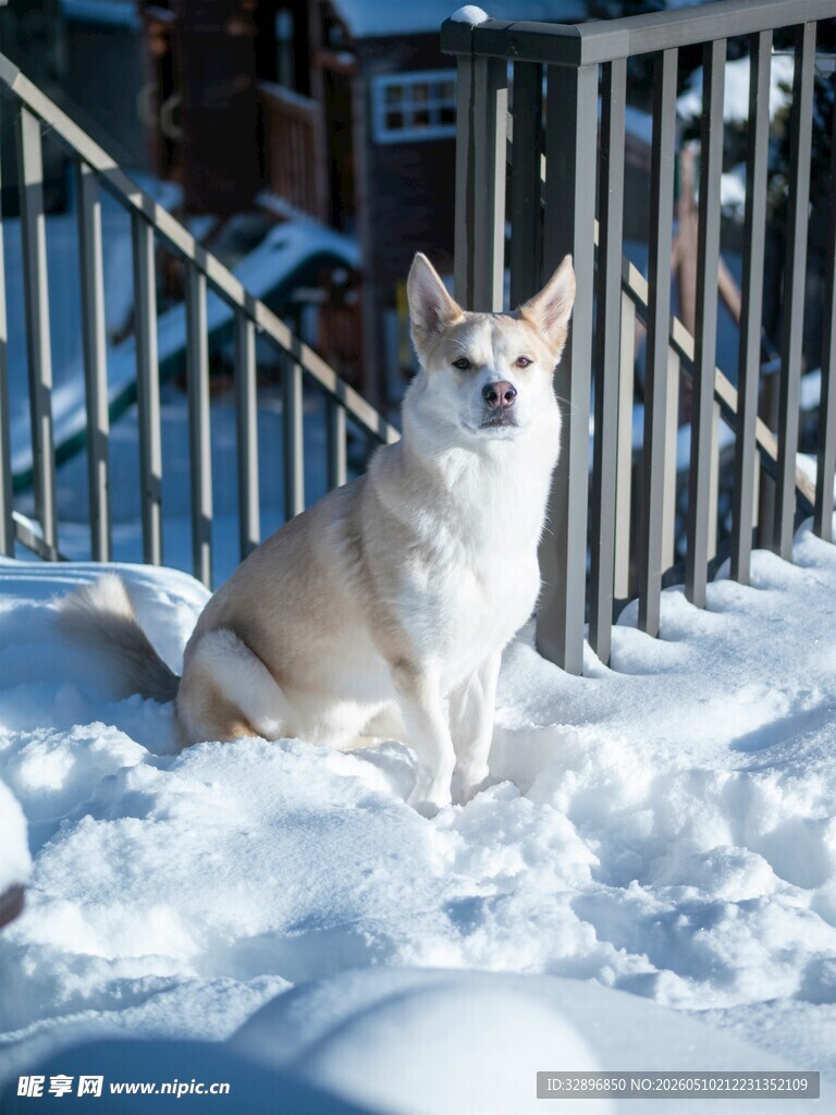 雪地中的可爱柯基犬
