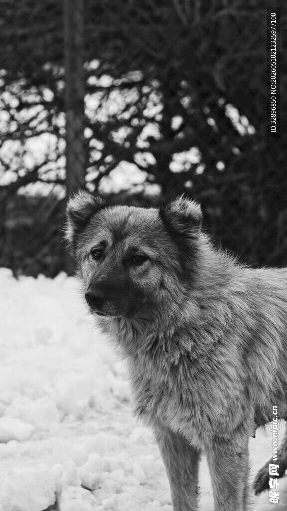 雪地中的长毛犬