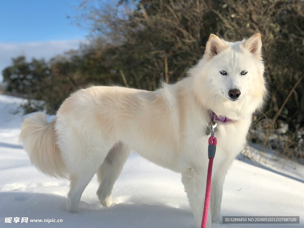 雪地中的萨摩耶犬