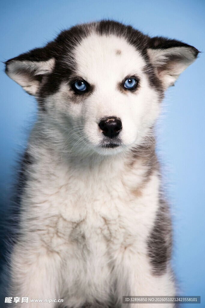 可爱哈士奇幼犬