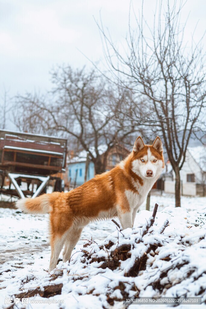 雪地中玩耍的可爱狗狗