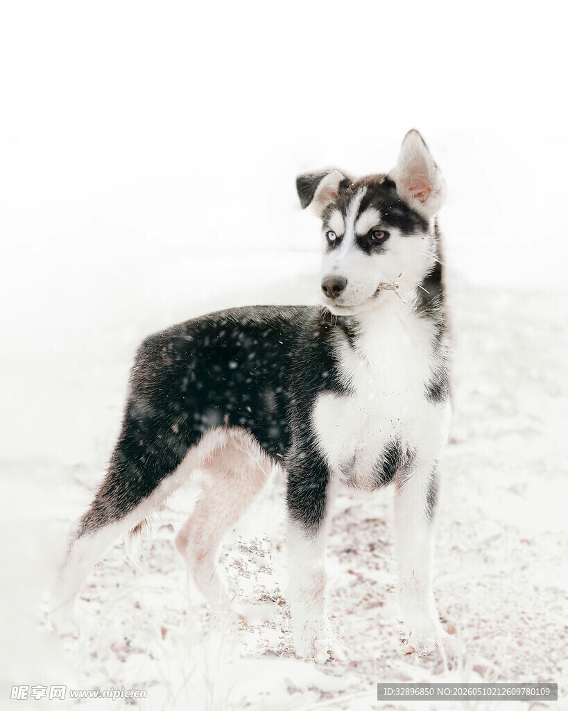 雪地中的黑白小狗