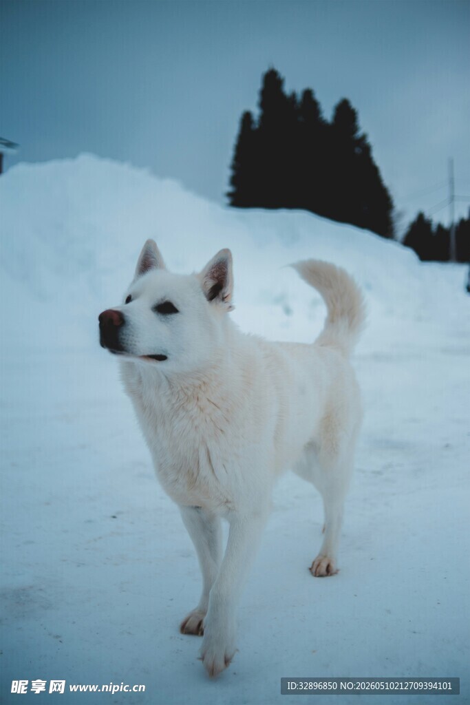 雪地中的白色狗狗