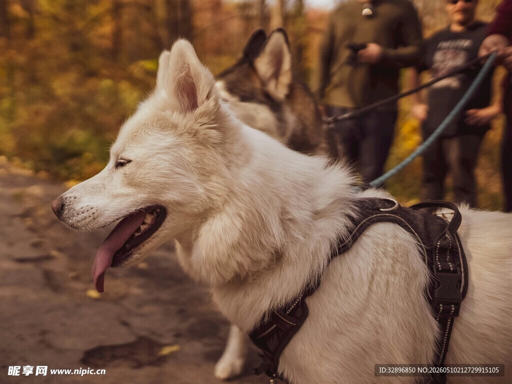 户外微笑的白色工作犬