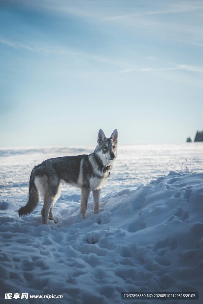 雪地中的帅气狗狗