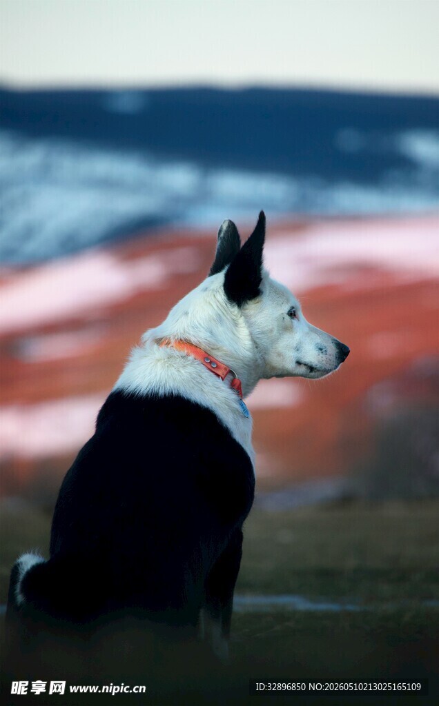 黑白犬坐于旷野赏景
