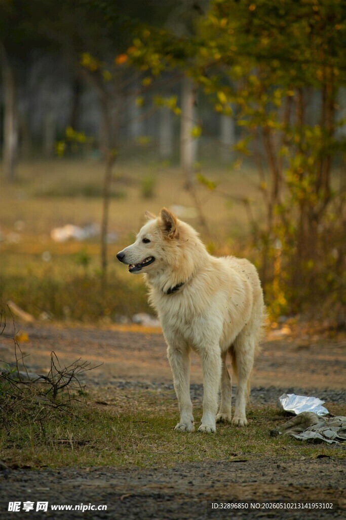 夕阳下的金毛犬