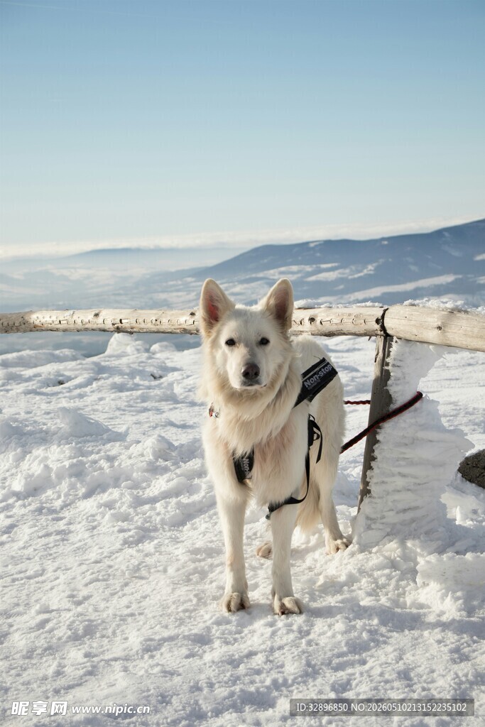雪地中的拉雪橇犬