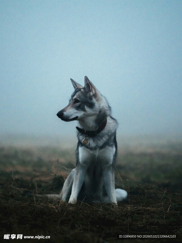 孤独的哈士奇坐于旷野