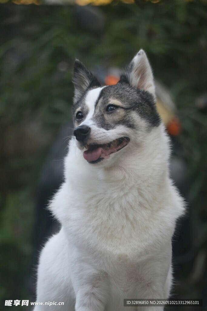 可爱白犬笑对镜头