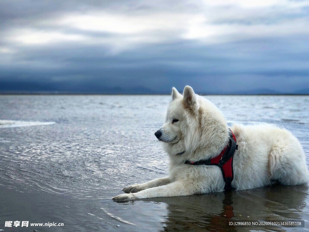 海边休憩的白色狗狗