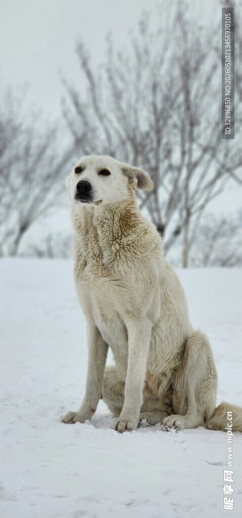 雪地中静坐的金毛犬