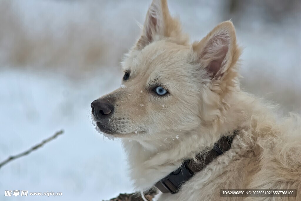 雪地中的带项圈小狗