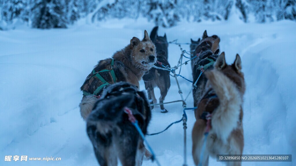 雪地中的拉雪橇犬队