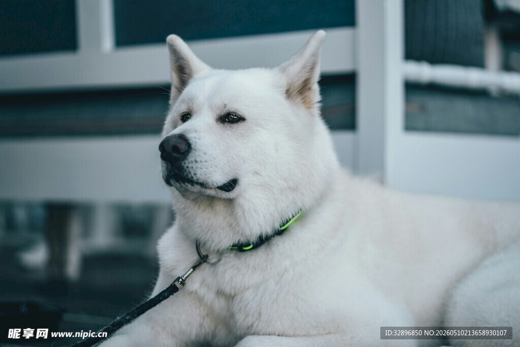 白色柴犬安静趴坐