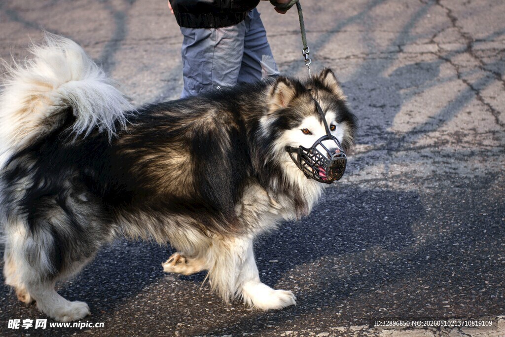 户外遛阿拉斯加犬