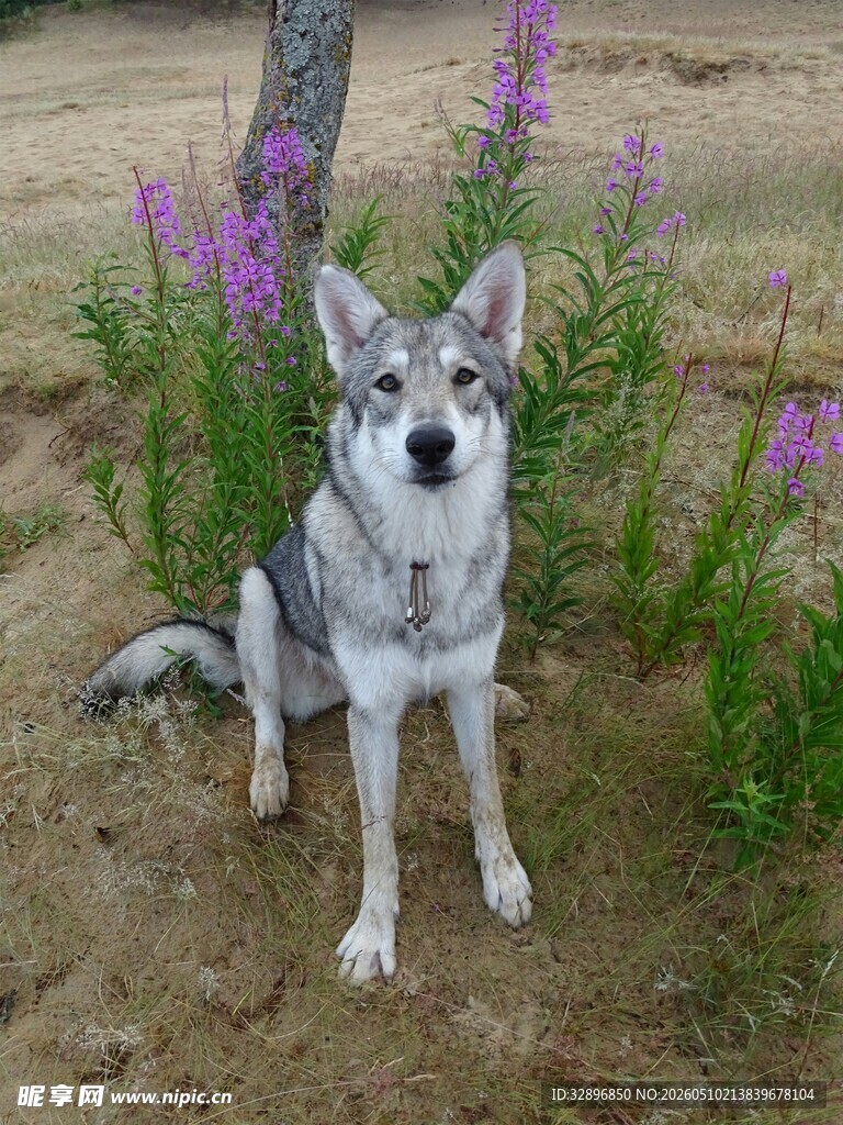 草原上的帅气灰毛犬