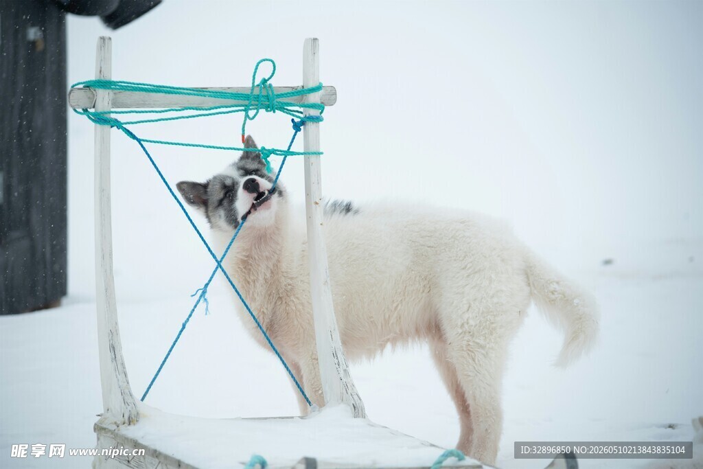 雪地中被装置约束的白色大狗