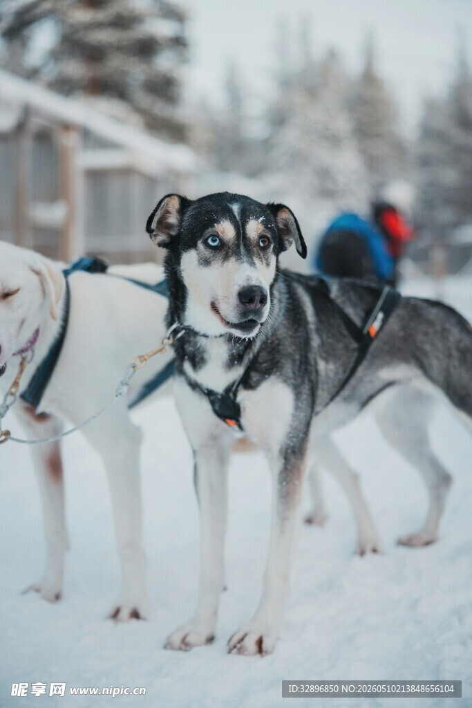 雪地中的拉雪橇犬