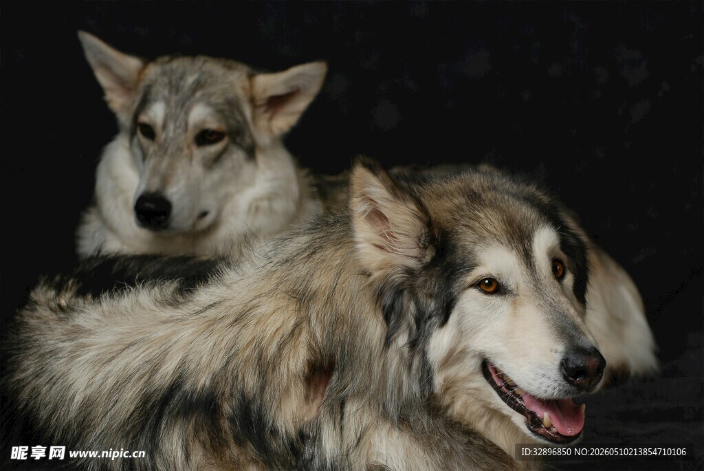 两只毛发蓬松的犬科动物